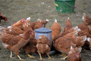 Poules
Basses cour


