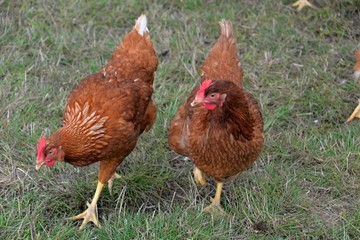 Poules
Basses cour

