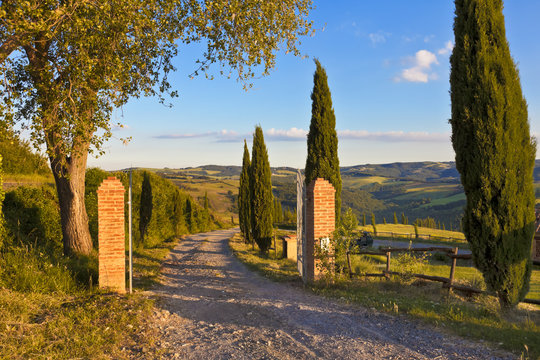 Toskana-Impressionen, Zypressenalle im Chianti-Gebiet