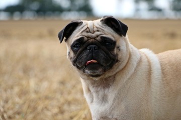 Mops Portrait