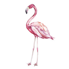 Pink flamingo watercolor illustration isolated on white background.