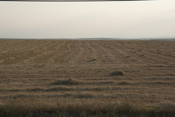 field of wheat