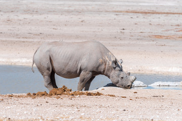 Fototapeta premium Black rhinoceros with horns trimmed, drinking water