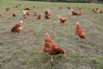 Poules

    Poules 
Basse cour 
