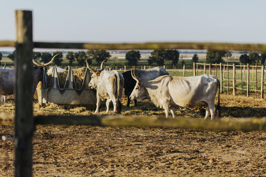 Maremmana cattles cows behind wooden fence in Tuscany countryside