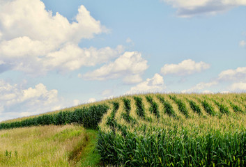 Curved rows of corn on a hillside