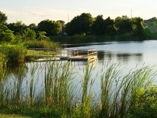 Wooden floating dock with railings in a pond, side view, framed by cattails and trees 