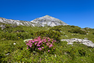 Blühender Almrausch 