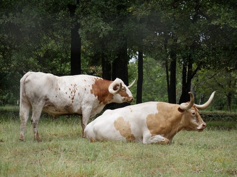 Side view photo of two Texas long horns in a grassland, one sitting and one standing