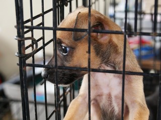 Little brown homeless puppy in a cage in an animal shelter, waiting for someone to adopt him