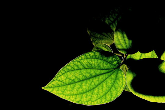 detail of wild betel leafbush or piper sarmentosum roxb in black background