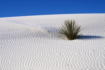 Rippled dune White Sands