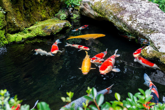 Koi Karpfen in Japan 