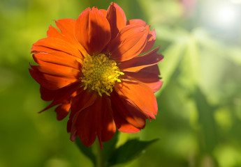 Red Dahlia on green background . Dahlia in the garden ,selective focus