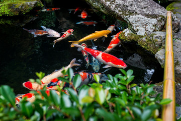 Koi Karpfen in Japan 