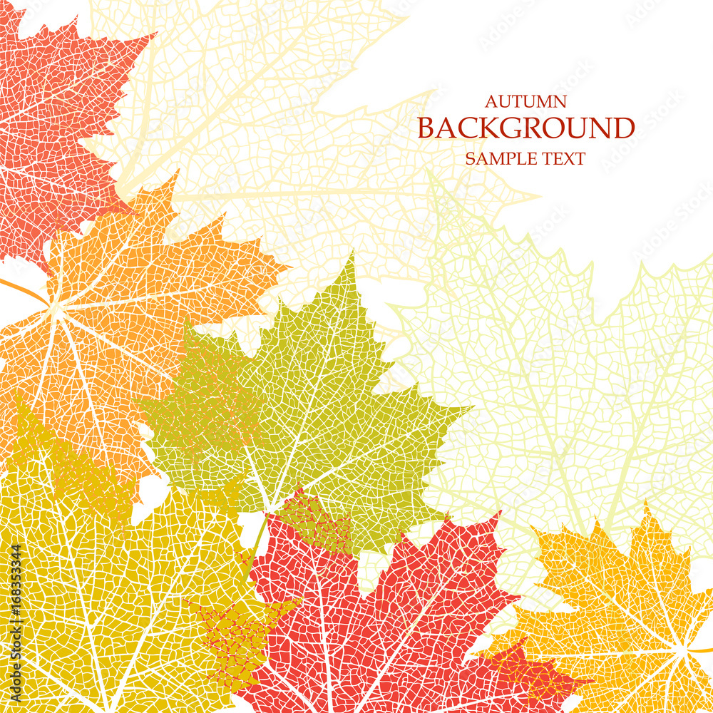 Canvas Prints autumn background and leaves of a maple