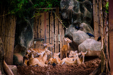 Cute deers group siting on the ground.