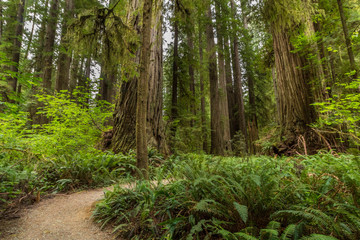 Obraz premium The Redwoods