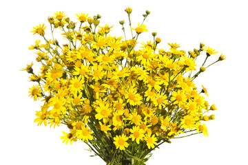 Bouquet of yellow senecios isolated a white background.