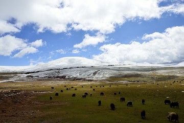 highland of qingzang