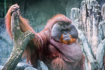 Crédence de cuisine en verre imprimé Singe Fat monkey sit on the rock.  