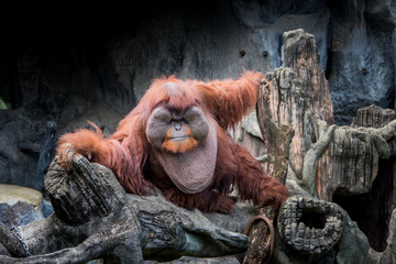 Fat monkey sit on the rock.  