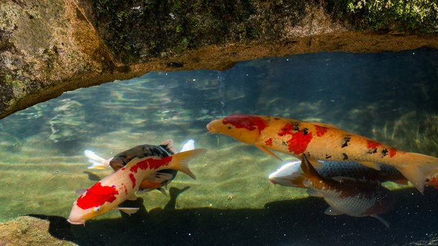 Koi Karpfen in Japan 