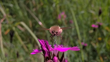 Fototapeta premium Hummingbird moth insect on flower. Slovakia