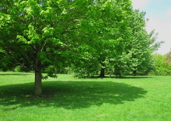Fototapeta na wymiar Green shade tree