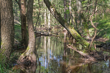Mała rzeka płynąca przez las.
