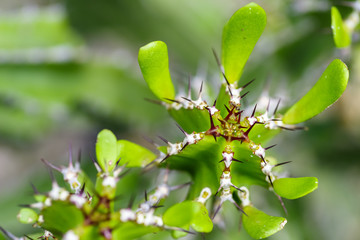 Makro eines Kandelaberkaktus, Euphorbia lactea, selektiver Fokus