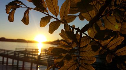 folhas em frente ao pôr do sol