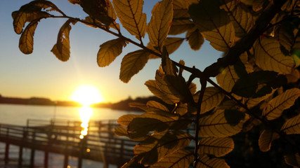 folha em frente ao por do sol