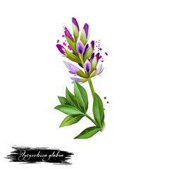 Yashtimadhu - Glycyrrhiza glabra ayurvedic herb, blossom. digital art illustration with text isolated on white. Healthy organic spa plant used in treatment, preparation medicines for natural usages
