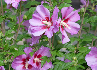 Hibiskus, Hibiscus, Eibisch 