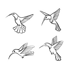 Humming bird. Colibri. Vector print. Set.