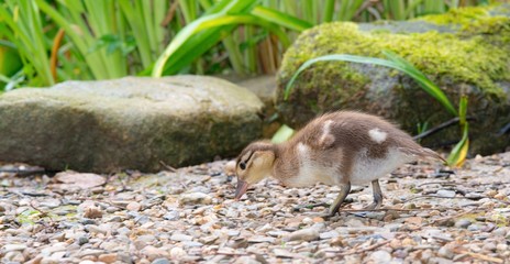 Küken der Mandarinente (Aix galericulata) sucht am kiesigen Ufer eines Teichs nach Futter, Schilf, Steine, Moos, Ostharz, Sachsen-Anhalt, Deutschland, Europa 
