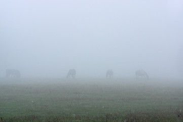 Obraz na płótnie Canvas Konie we mgle.