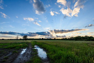 countryside fields in summer with dramatic sunset