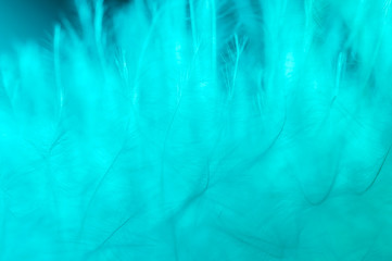 Obraz premium Closeup large turquoise feather showing detail.Turquoise background texture of a feather.