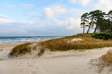 View of a stormy beach in the morning with lonely trees