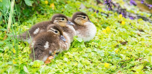 Drei Küken der Mandarinente (Aix galericulata) ruhen am Ufer eines Teichs im Grün, Ostharz,...