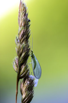 la chrysope aux yeux d'or