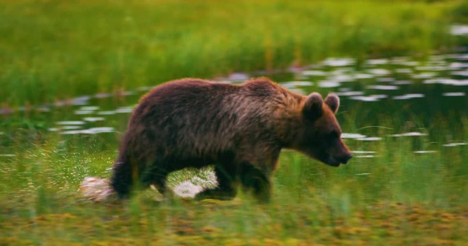 Young and playful brown bear cub running free in a swamp
