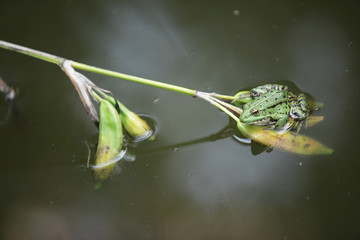 green frog sitting on a flower in a water pond