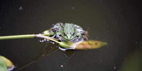 green frog sitting on a flower in a water pond
