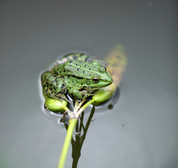 green frog sitting on a flower in a water pond