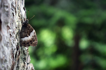 Butterfly on the bark of a tree