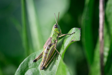 Grasshopper on leaf