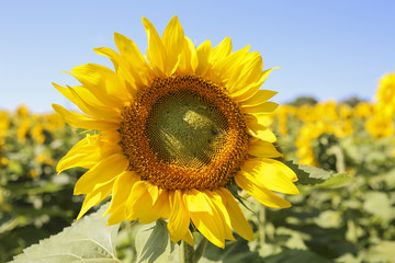 sunflower detail